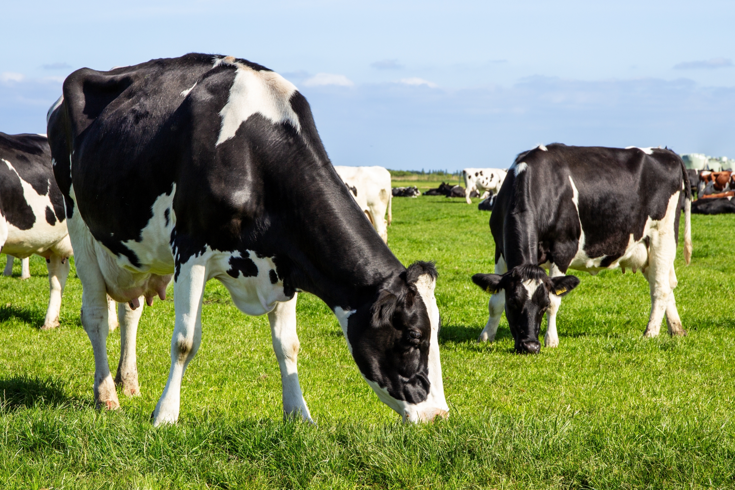 Black,And,White,Holstein,Friesian,Cattle,Cows,Grazing,On,Farmland.